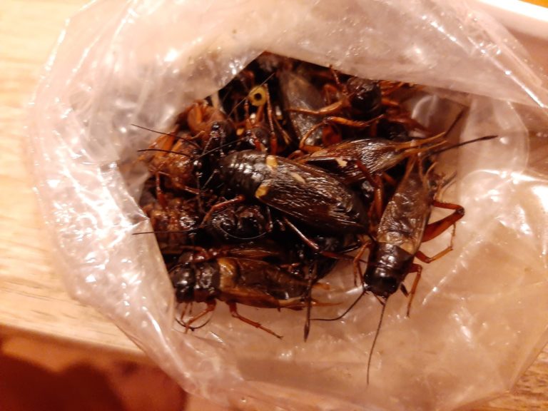 コオロギに最適な餌または腸の負荷